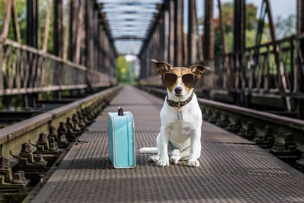 Perro abandonado perdido y sin hogar — Foto de Stock