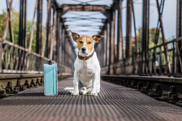 Perro abandonado perdido y sin hogar — Foto de Stock