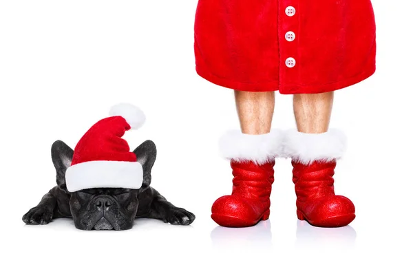 Christmas santa claus hond — Stockfoto