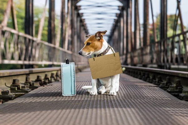 Verlorener und obdachloser verlassener Hund — Stockfoto