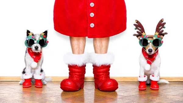 Boże Narodzenie santa claus psy — Zdjęcie stockowe