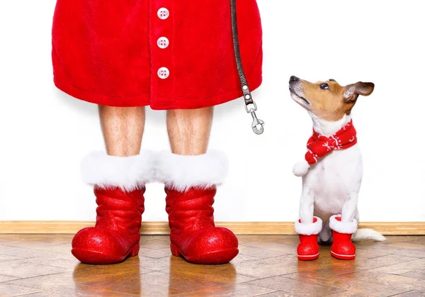 Vánoční santa claus pes — Stock fotografie