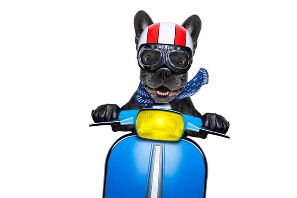 Dog on motorbike — Stock Photo, Image