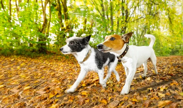 Psy, bieg lub spacer w jesieni — Zdjęcie stockowe