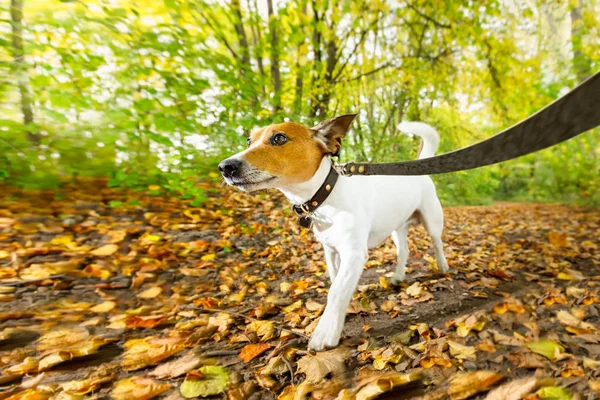 หมาวิ่งหรือเดินในฤดูใบไม้ร่วง — ภาพถ่ายสต็อก