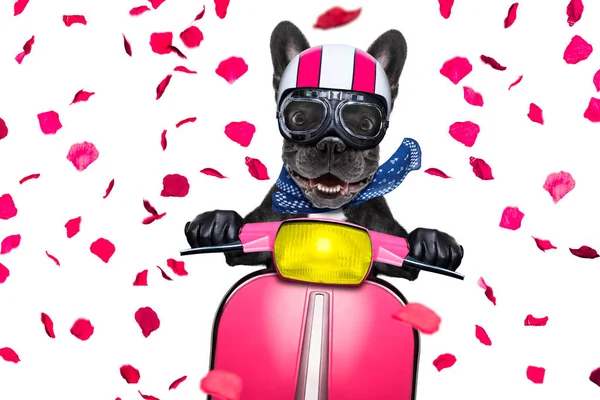 Perro en moto — Foto de Stock