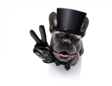 mutlu yeni yıl köpek celberation