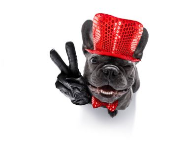 mutlu yeni yıl köpek celberation