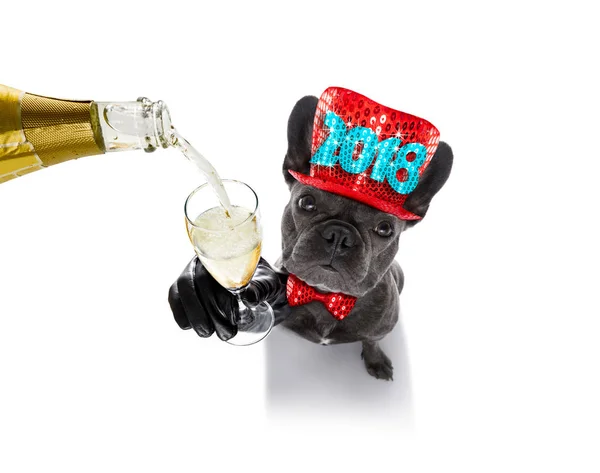 Mutlu yeni yıl köpek celberation — Stok fotoğraf