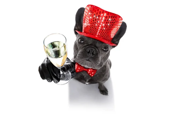 Gott nytt år hund celberation — Stockfoto