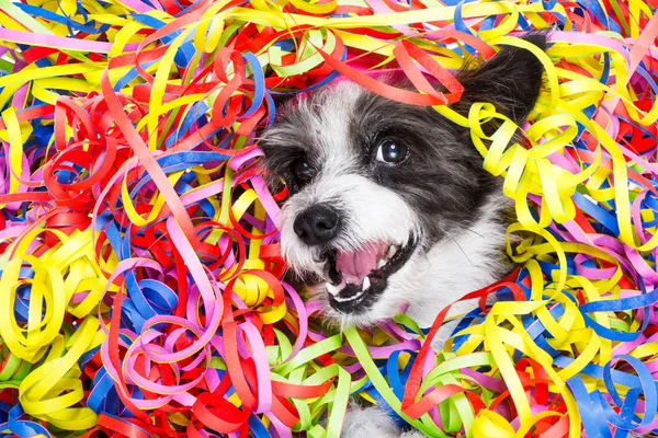 Fiesta celebración perro —  Fotos de Stock