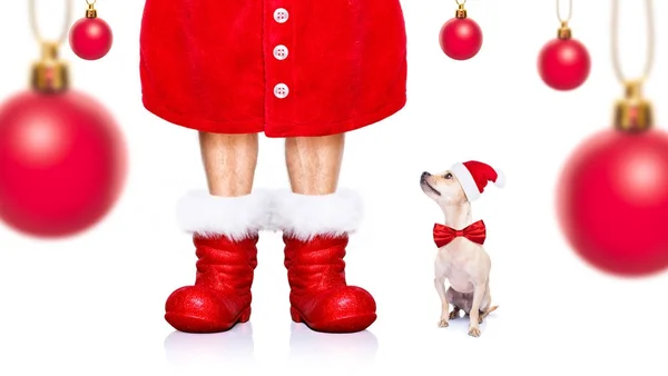 Natal Papai Noel Dog — Fotografia de Stock