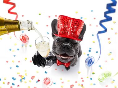 mutlu yeni yıl köpek celberation