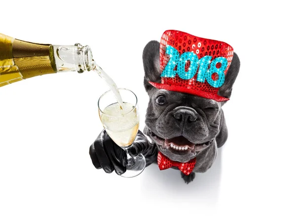 Feliz año nuevo celberation perro — Foto de Stock