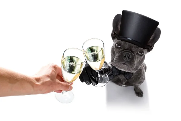 Šťastný nový rok psa celberation — Stock fotografie