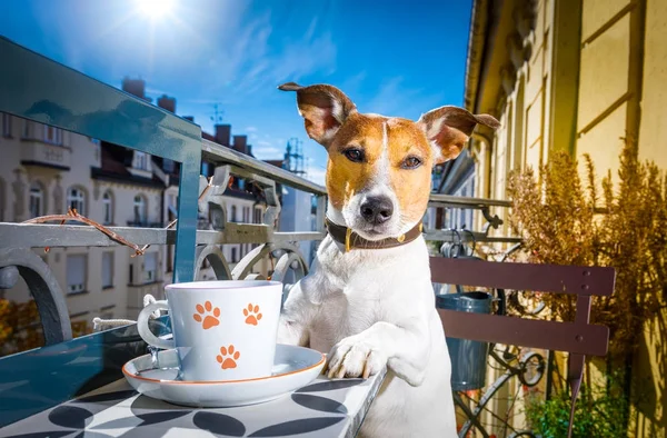 Perro teniendo un descanso de café — Foto de Stock