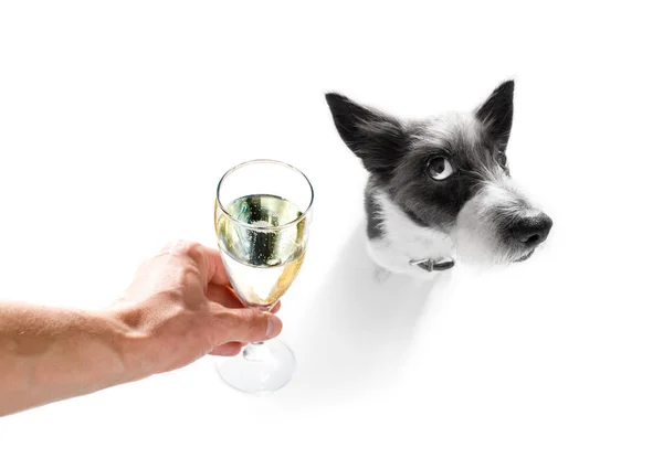 Gelukkig Nieuwjaar hond celberation — Stockfoto