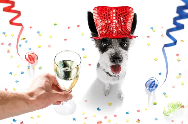 Ευτυχισμένο το νέο έτος celberation σκύλος — Φωτογραφία Αρχείου