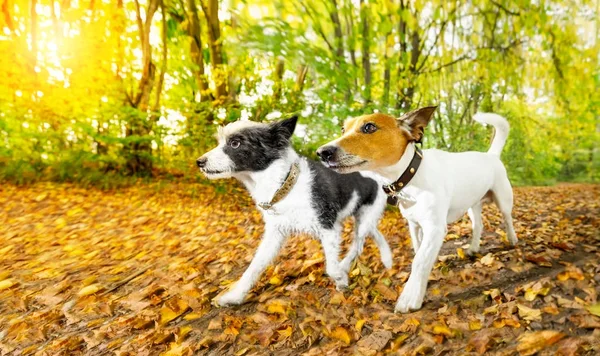 çalışan veya sonbaharda yürüme köpek