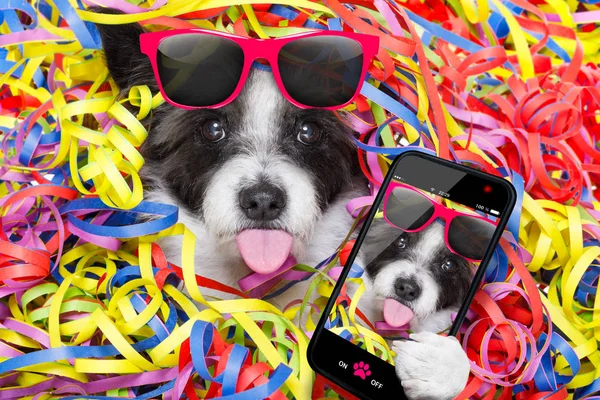 Party celebration dog — Stock Photo, Image