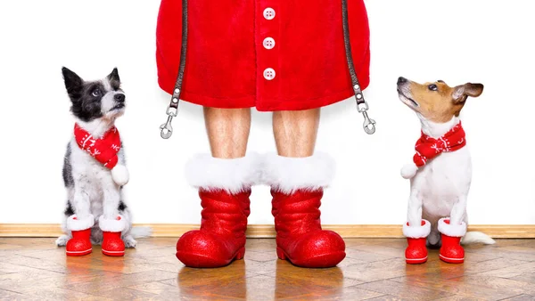 Christmas santa claus dogs — Stock Photo, Image
