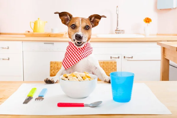 Chef cook dog in kitchen — Stock Photo, Image