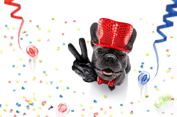 Happy new year dog celberation — Stock Photo, Image