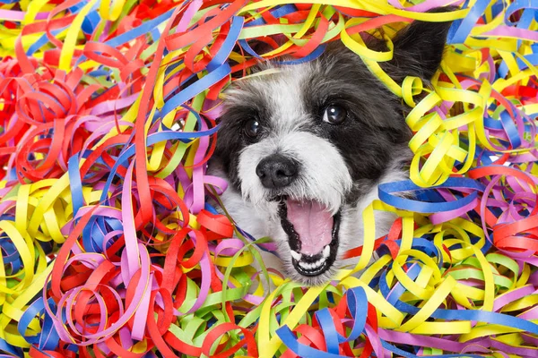 パーティーお祝い犬 — ストック写真