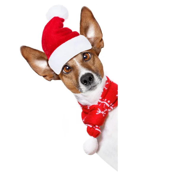 Navidad Santa Claus perro — Foto de Stock