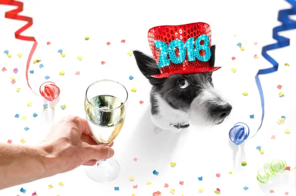 Ευτυχισμένο το νέο έτος celberation σκύλος — Φωτογραφία Αρχείου