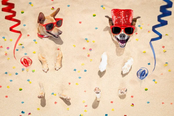 Happy new year dogs at the beach — Stock Photo, Image