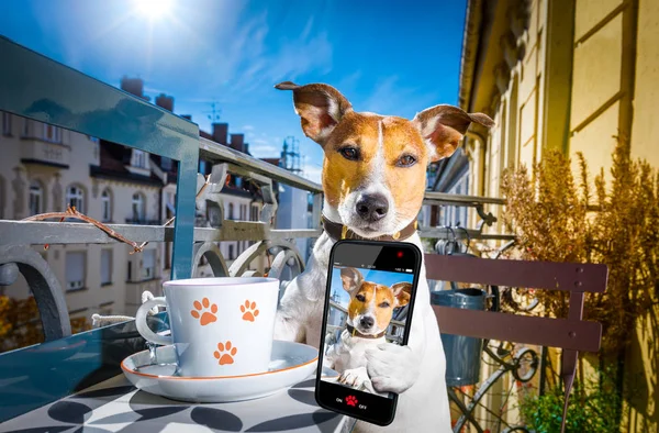 Hund att ha ett kafferast och selfie — Stockfoto