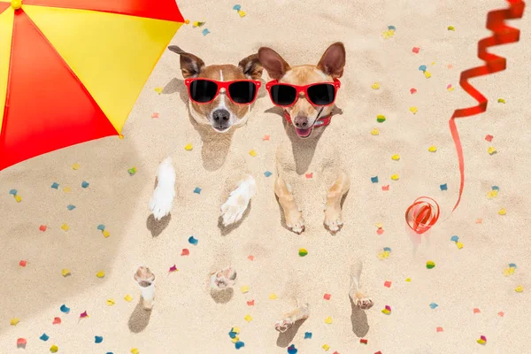 Feliz ano novo cães na praia — Fotografia de Stock