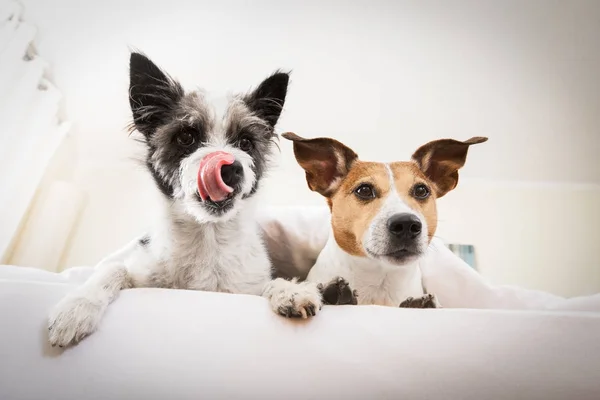 Par av hund i sängen — Stockfoto