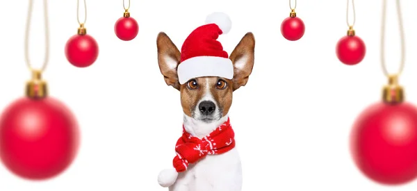 Hond op kerstvakantie — Stockfoto