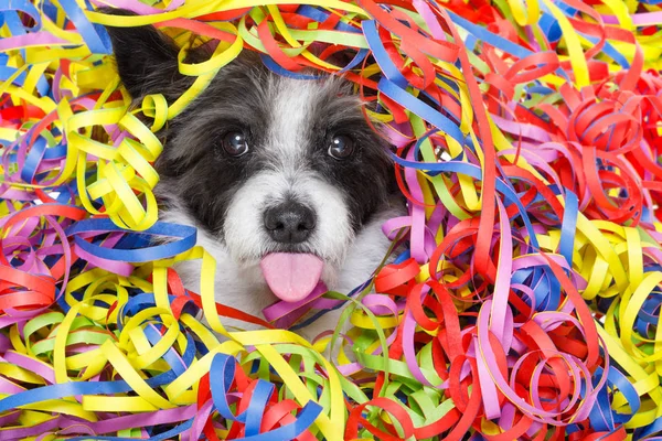 パーティーお祝い犬 — ストック写真