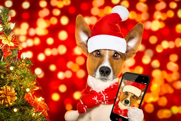 Noel Noel Baba köpek — Stok fotoğraf