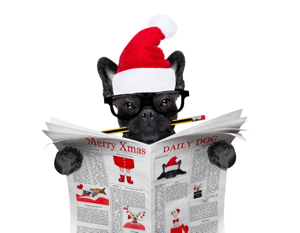 Hund som läser tidningen på jullovet — Stockfoto