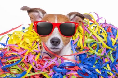 iyi ki doğdun köpek celeberation