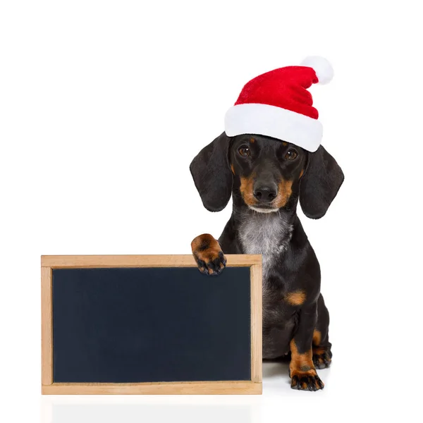 Santa claus hond op kerstvakantie — Stockfoto