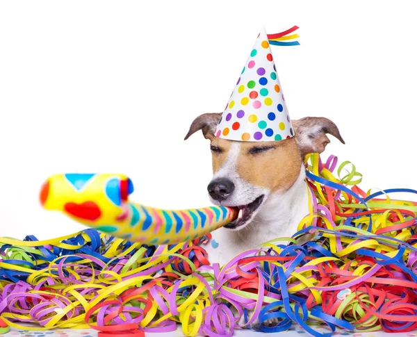 Feliz año nuevo celebraciones perro — Foto de Stock