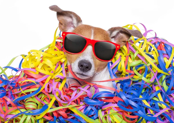 Party celebration dog — Stock Photo, Image