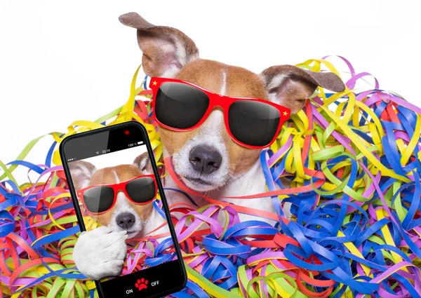 Party celebration dog — Stock Photo, Image