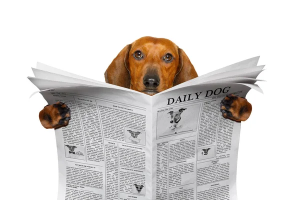 Hond lezing krant — Stockfoto