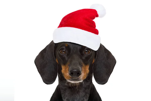Santa claus hund på jullovet — Stockfoto