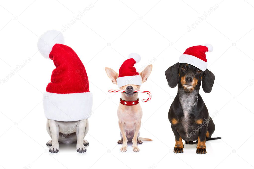 row of dogs on christmas holidays