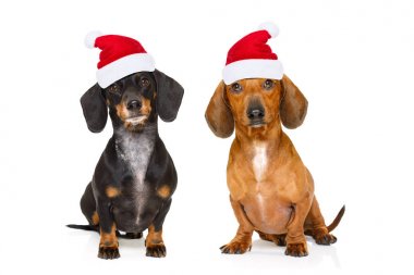 Köpekler Noel tatili üzerinde birkaç