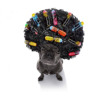 köpekler üzerinde kötü saç modeli 