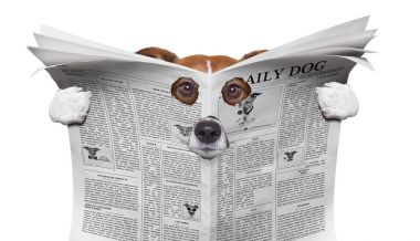 casus köpek bir gazete okuyor