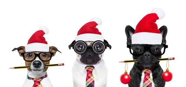 Ofis çalışanları Noel tatili üzerinde köpek — Stok fotoğraf